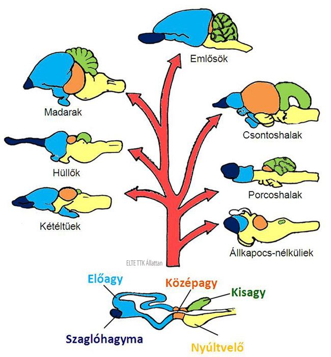 A különböző agyterületek fejlődése az evolúció során. Az előagy egyre nagyobb méretűvé (és fontosságúvá) válik.