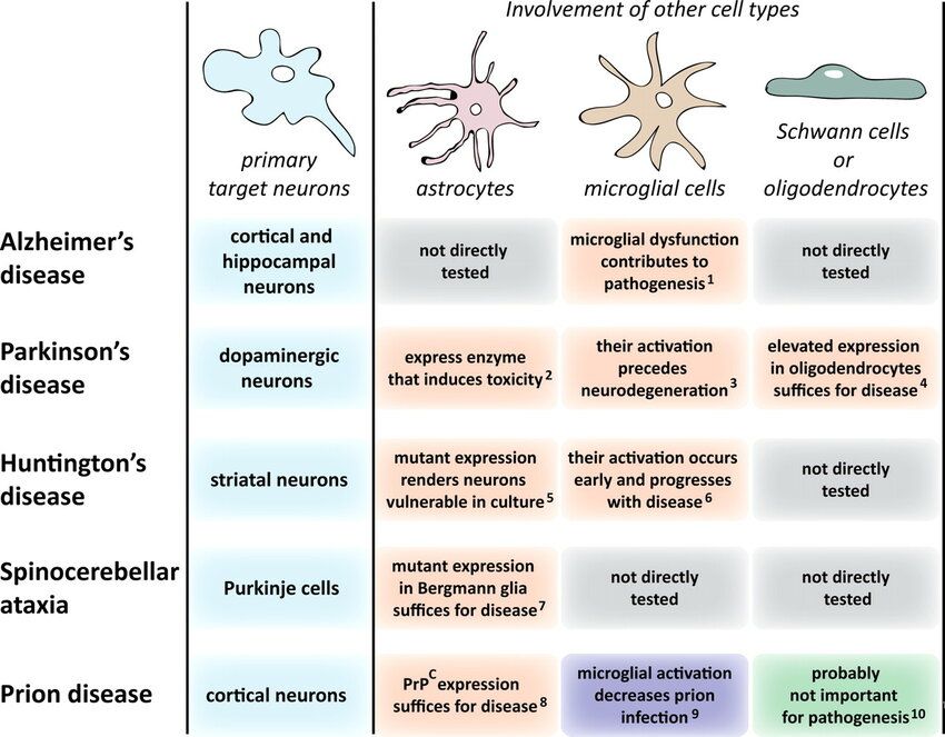 A neurodegeneratív betegsgekben eltérő agyterületeken eltérő típusó sejtek pusztulnak el, genetikai vagy környezeti (mérgezés, fejsérülés) okoból.
