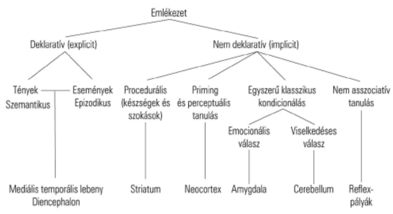 Memóriatípusok és a kialakításukban szerepet játszó agyterületek