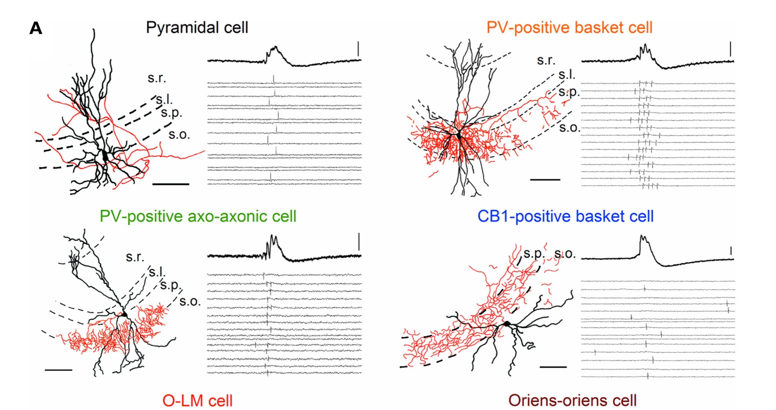 Eltérő sejttípusok aktivitása éles-hullám-fodor (SWR) alatt. Több sejttípus tüzelését vizsgáltuk meg, miközben elvezettük a SWR aktivitást az agyszeletekből. A bal felső egy CA serkentő sejt, egy piramissejt. A többi sejt eltérő típusú gátlósejt, melyek közül a PV tartalmú kosársejtek bizonyultak a legfontosabbnak a SWR kialakításban. Mindegyik panelen bal oldalt látható az azonosított sejtek rajza. Jobbra fent egy átlagos SWR, azaza a hálózat populációs aktivitása. Alatta számos SWR alatt a sejt akciós potenciáljai.