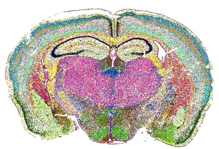 500 gén kifejeződésének elemzése után kapott sejttípus eloszlás mintázat egér agy térképére rajzolva. Jól látszik, hogy az egyes területek rétegeiben más kombinációban fejeznek ki géneket a sejtek. Ezek egyrészt sejtvonal-fejlődési, másrészt funkcionális különbségeket jeleznek.