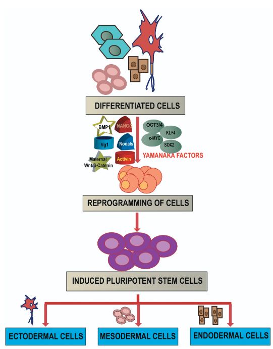 Differenciált, szöveti sejteket Yamanaka faktorok bevitelével (vírusok útján) pluripotnes sejtekké lehet dediffrenciálni és innen különböző organoidokat differenciálni.
