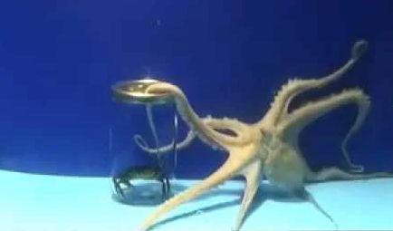 A polip mindne karja kicsit külön gondolkodik (8 kar 8 agy), de a központi agy (+1 agy), mely a szemekkel van elsődleges kapcsolatban, néha ötleteket ad nekik. Itt egy rákot látott meg a befőttesüvegben. A karoknak nem lesz gond ezt meszerezni.