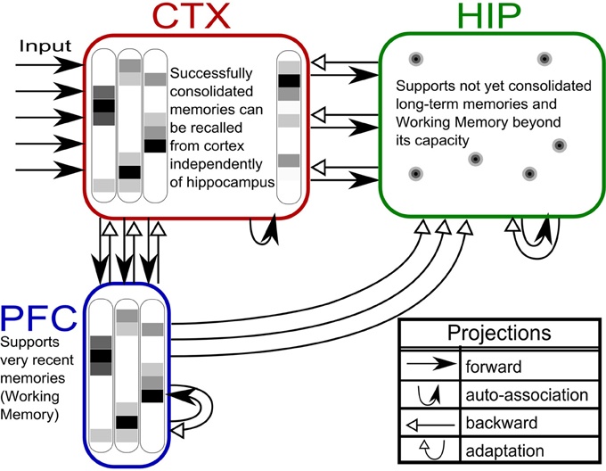 Többféle időtartamú memória van. A PFC, a prefrontal cortex = homloklebeny rövidtávú, munka-memóriában tartjja a dolgokat. Amit éppen csinálunk, tapasztalunk, az átkerül a hippokampuszba (HIP) és ha közben fontos történt, akkor a hippokampusz élménnyé szereli össze és tárolja középtávú memóriánkban. Ezeket rögtön, illetve alvás során visszajátssza. Így rögzülnek a fontos dolgok a hosszútávú memérióba, mely szét van szórva a kölönböző modális kérgekben (CTX). Ezekből is lehet előhívni éke később (már a hippokampusz nélkül is). Innen emeli be a PFC a munkamemóriába amivel llegközelebb dolgozni fog. És a ciklus kezdődik elölről. A ciklisok ugye roppant fontosak!