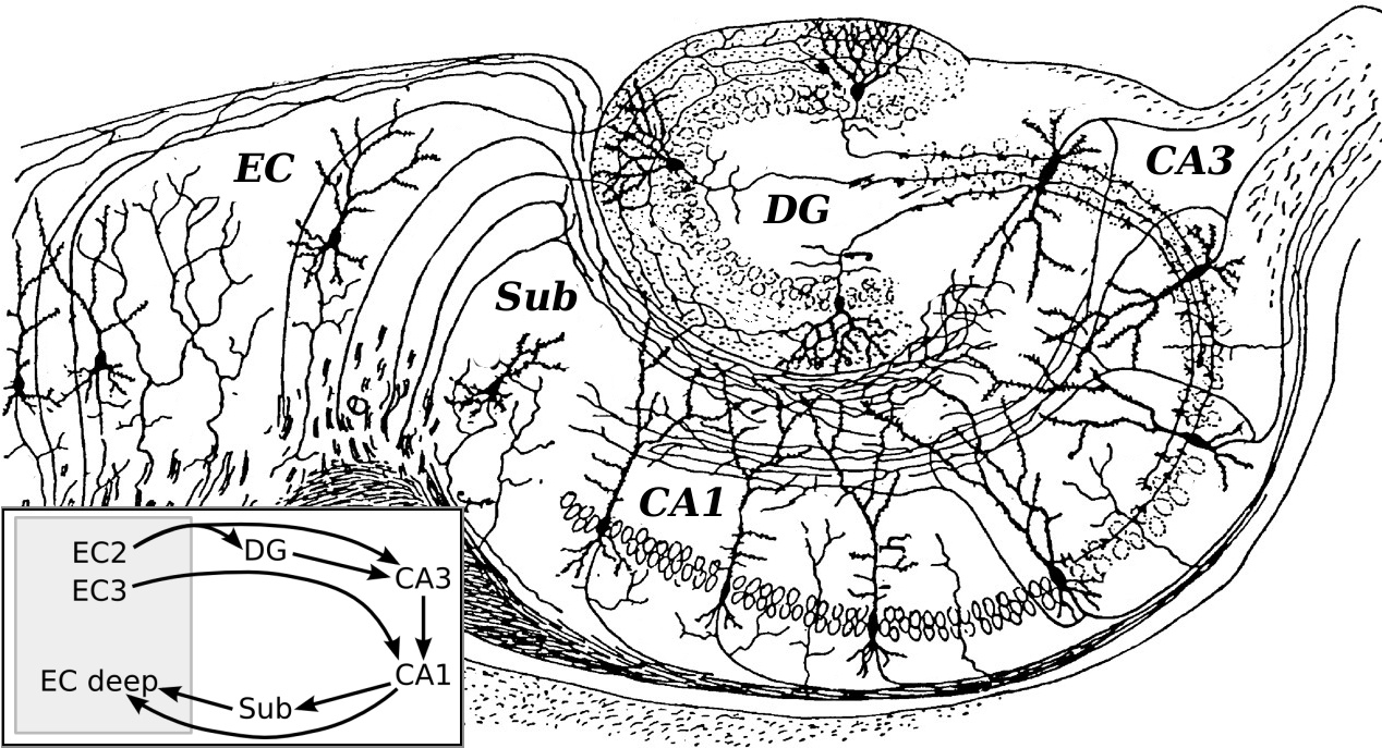 Santiago Ramon y Cajal (a neuroanatómia egyik megalapítója) Golgi festett metszetek alapján készített tusrajza, mely a hippokampusz területeit és kapcsolatrendszereit mutatja be. A gyrus dentatus (DG) szemcsesejtjei az entorhinális kéregből (EC) kapnak bemeneteket, melyeket a CA3 terület piramissejtjeire küldenek tovább. Ezek a sejtek Schaffer-kollaterálisaik útján továbbítják az információt a CA1 terület piramissejtjei felé, akik ezt integrálják az EC-ből érkező közvetlen bemenet információjával. A bal alsó sarokban a triszinaptikusos, három-szinapszisos kéreg-hippokampusz-kéreg kör kapcsolatai láthatók. Fontos! Se a rajz, se az ábra nem hangsúlyozza a CA3 terület piramissejtjei között  megfigyelt igen erős serkentő visszacsatolást. Ennek fontos szerepe van a hippokampusz aktivitásmintáinak kialakulásában.
