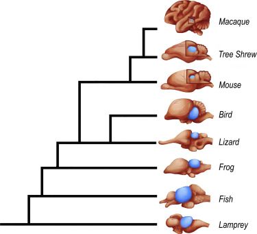 A colliculus superior (kék) viszonylagos méretének változása a törzsfejlődés során. Egyre kisebb lett, hiszen szerepének egy részét átvette a látókéreg. Az agyak mérete nem azonos skálán van feltüntetve, mindegyik különböző mértékben nagyított.