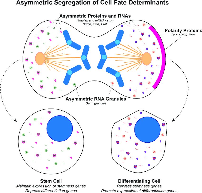 Egyes sejtosztódásokkor a leánysejtek nem ugyanazokat a transzkripciós faktorokat viszik magukkal, így idővel eltérő típusú sejtté válnak.
