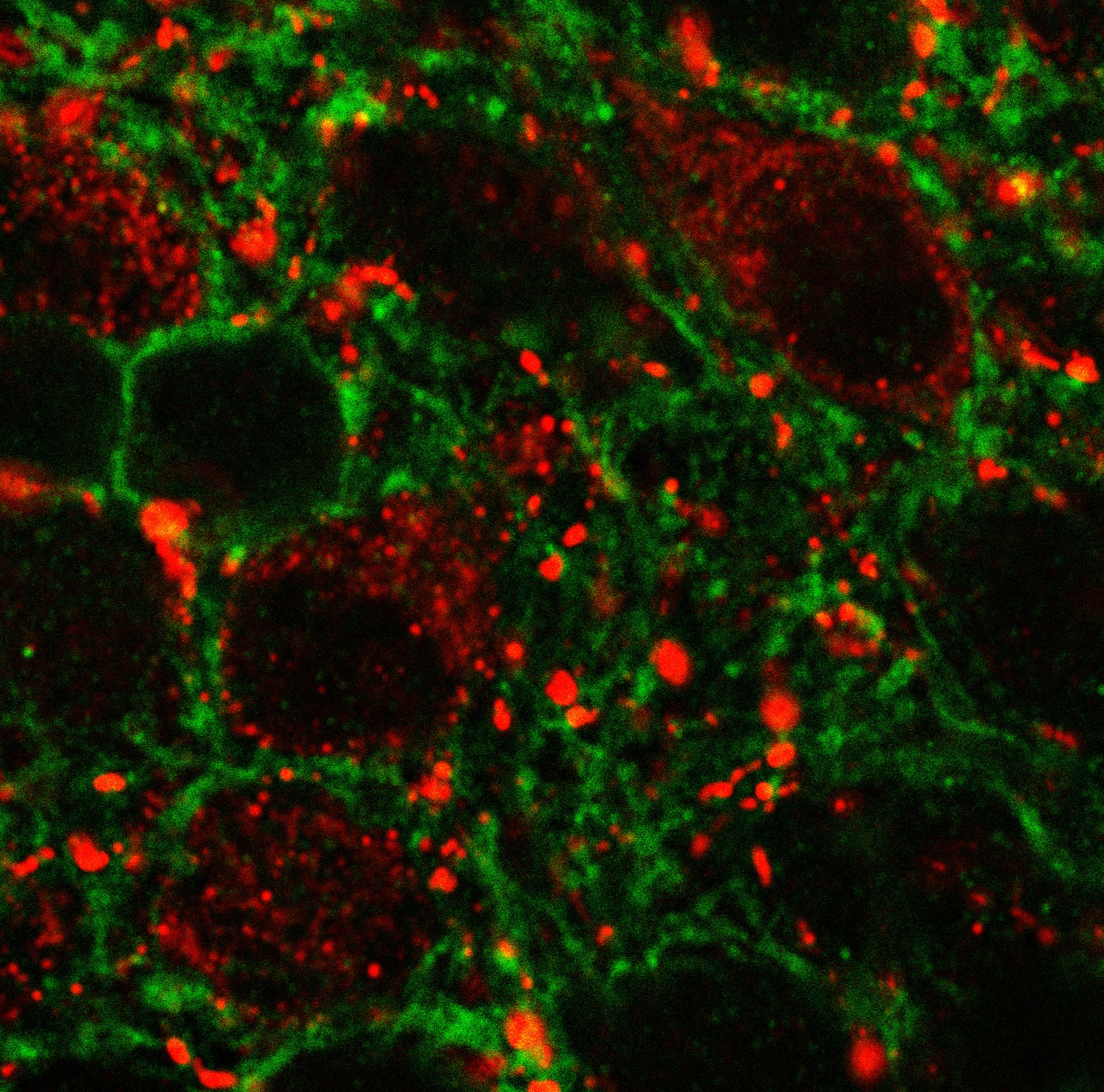 Regulation of energy homeostasis by GLP-1 receptive neuronal networks diakép