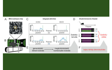Mi történik a hippokampusz nevű agyrégióban, miközben tanulunk és alkalmazkodunk?