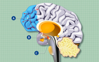Aletta and Ferenc co-author new Yale publication on AgRP neurons