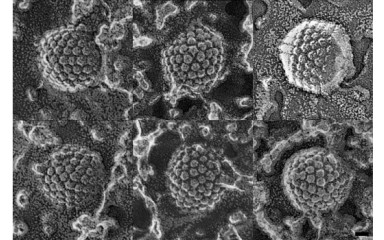 Herpesz-állás: avagy miért bújnak a vírusok az idegsejtekbe?