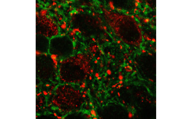 Regulation of energy homeostasis by GLP-1 receptive neuronal networks