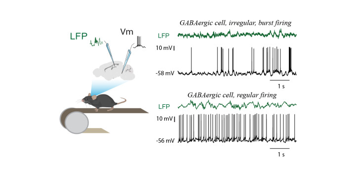 Inhibitory circuit synchronize the output of median raphe diakép