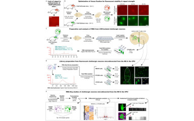 Térbeli transzkriptomika fluoreszcensen jelölt idegsejtek LCM-Seq vizsgálatával