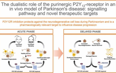 MPTP induced Pakinson model