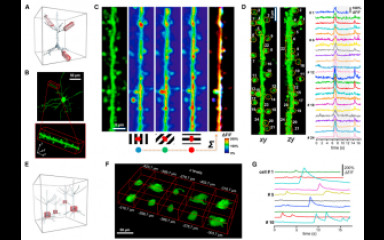 In vivo network imaging