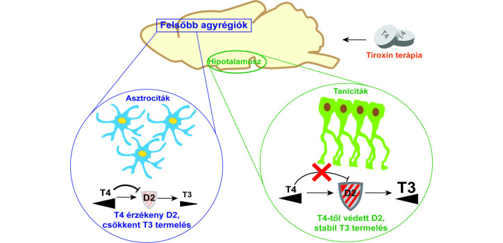 Untangling the "brain fog", or a breakthrough in understanding the brain's thyroid hormone homeostasis diakép