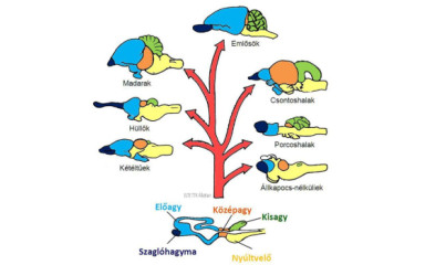 Az idegrendszer részeinek evolúciója