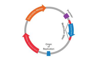 Recombinant DNA lab services