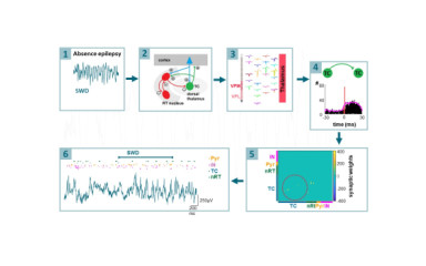 Investigation of the basic mechanisms of absence epilepsy