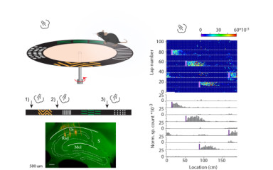 Representation of fearful information in the hippocampus