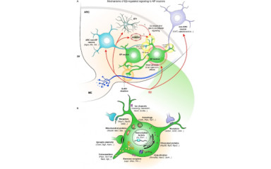 Oestrogen-dependent regulation of neurons and a transporter named after a chocolate
