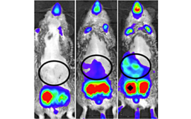 Tissue specific regulation of thyroid hormone action