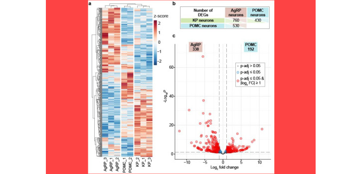 „Transcriptome profiling" diakép
