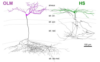 Kivételes csapatmunka, kivételes eredmény. Egy Plos Biology cikk margójára