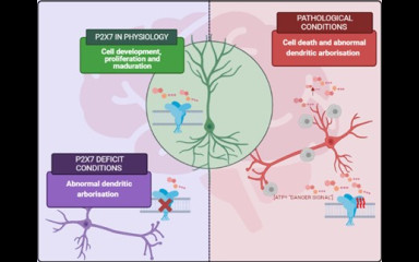 The P2X7 receptors and the growth of pyramidal neurons in the hippocampus
