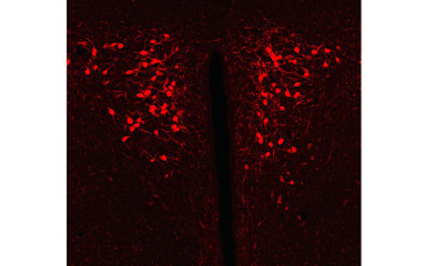 Antibody generation