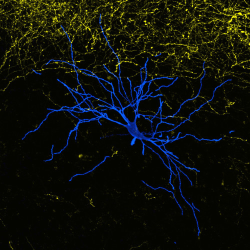 Thalamus Research Group