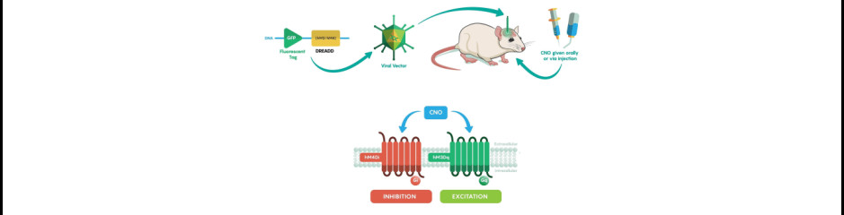 Már-már klasszikusnak számító genetikai módosító módszerek