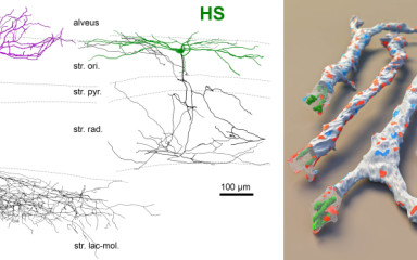 Exceptional teamwork, exceptional results. In the margin of a PLoS  Biology article