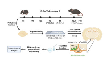 Neuroendocrine control of puberty