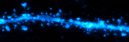 Cellular Neurophysiology Research Group