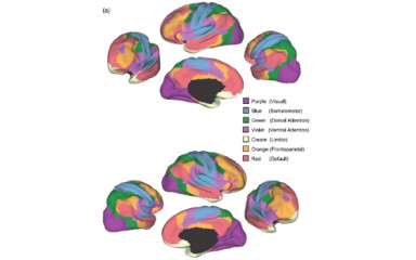 Az agy funkcionálisan azonosított hálózatai II: Ki mikor kapcsol be és mit csinál?