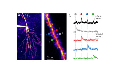 Two-photon glutamate uncaging
