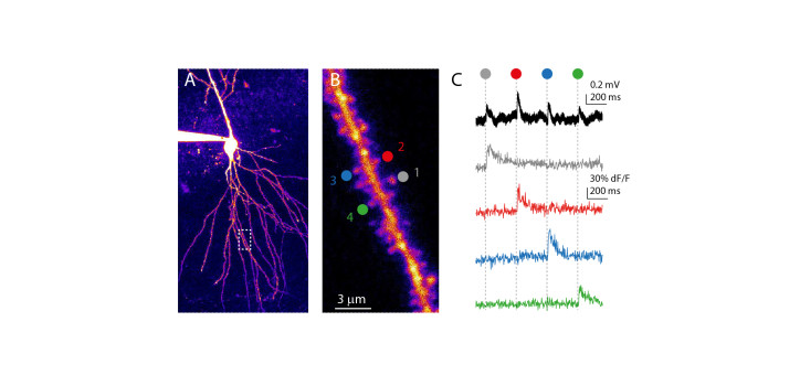 Two-photon glutamate uncaging diakép
