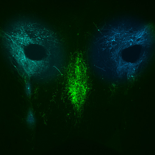 Subcortical Modulation Research Group