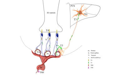 Central regulation of the hypothalamic-pituitary-thyroid (HPT) axis