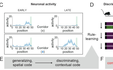 What happens in the brain region called the hippocampus while we learn and adapt?
