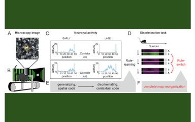 What happens in the brain region called the hippocampus while we learn and adapt?