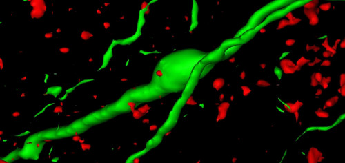 Endokrin Neurobiológia Kutatócsoport