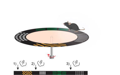 What happens in the hippocampus in response to aversive stimuli?