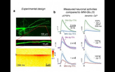 Two-photon uncaging