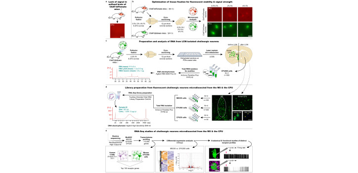A methodological article in the JBC diakép
