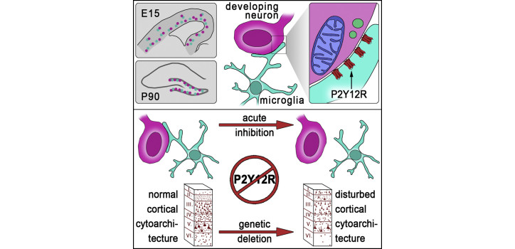 Our new paper in Cell Reports diakép