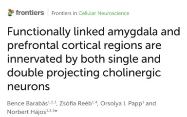 Bence's paper was accepted in Frontiers in Cellular Neuroscience