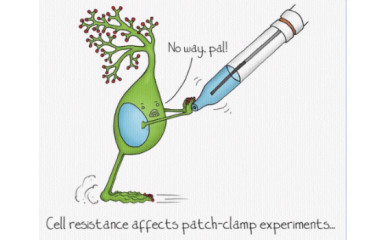 In vivo patch clamp in head-fixed mice